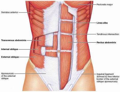 Abs – the keys to exceptional abdominal development